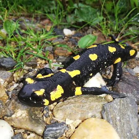 Grabenhansl * Stubenberg