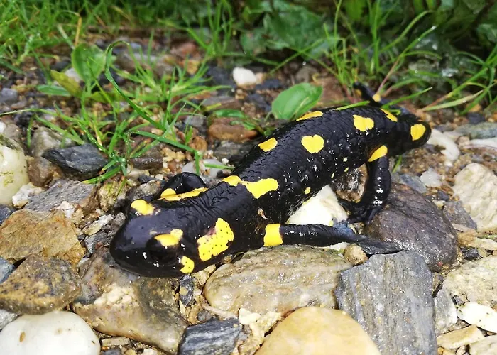 Grabenhansl * Stubenberg